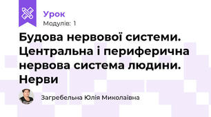 Будова нервової системи. Центральна і периферична нервова система людини. Нерви