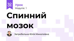Спинний мозок