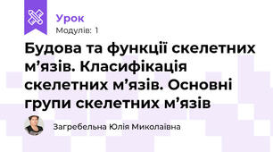 Будова та функції скелетних м’язів. Класифікація скелетних м’язів. Основні групи скелетних м’язів