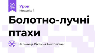 Болотно-лучні птахи