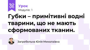Губки – примітивні водні тварини, що не мають сформованих тканин.