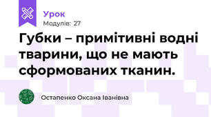 Губки – примітивні водні тварини, що не мають сформованих тканин.