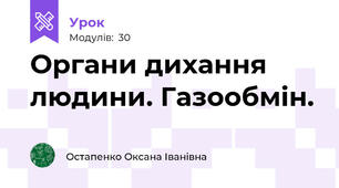 Органи дихання людини. Газообмін.
