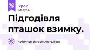 Підгодівля пташок взимку.