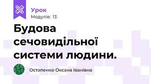 Будова сечовидільної системи людини.