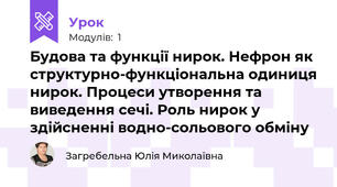 Будова та функції нирок. Нефрон як структурно-функціональна одиниця нирок. Процеси утворення та виведення сечі. Роль нирок у здійсненні водно-сольового обміну