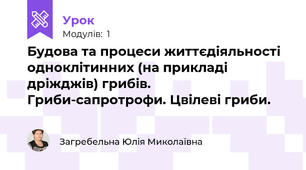 Будова та процеси життєдіяльності  одноклітинних (на прикладі дріжджів) грибів. Гриби-сапротрофи. Цвілеві гриби.  