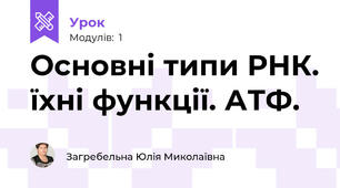 Основні типи РНК. їхні функції. АТФ.
