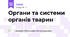 Органи та системи органів тварин