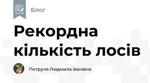 Рекордна кількість лосів