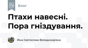 Птахи навесні. Пора гніздування.