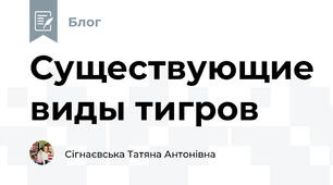 Существующие виды тигров