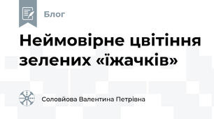 Неймовірне цвітіння зелених «їжачків»