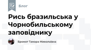 Рись бразильська у Чорнобильському заповіднику