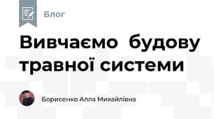 Вивчаємо  будову травної системи