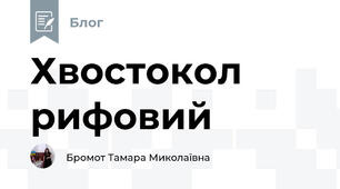 Хвостокол рифовий