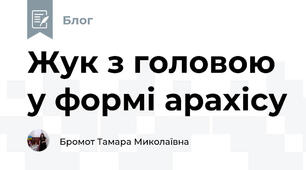 Жук з головою у формі арахісу