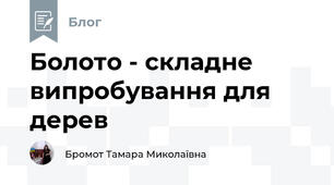 Болото - складне випробування для дерев
