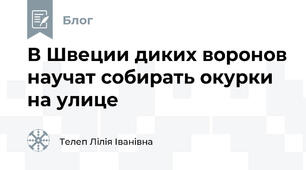 В Швеции диких воронов научат собирать окурки на улице