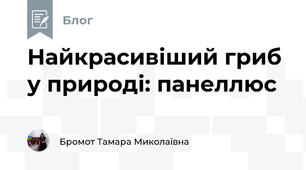 Найкрасивіший гриб у природі: панеллюс