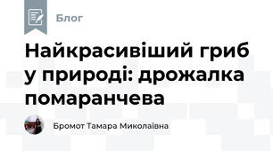 Найкрасивіший гриб у природі: дрожалка помаранчева 