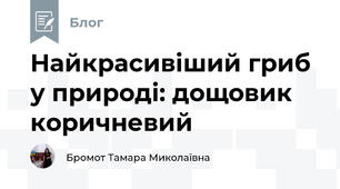 Найкрасивіший гриб у природі: дощовик коричневий 