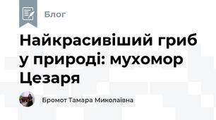 Найкрасивіший гриб у природі: мухомор Цезаря 