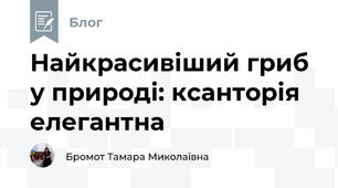 Найкрасивіший гриб у природі: ксанторія елегантна 