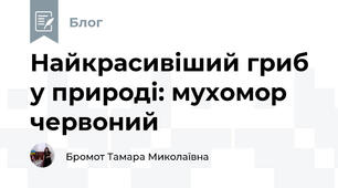 Найкрасивіший гриб у природі: мухомор червоний 