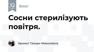 Сосни стерилізують повітря.