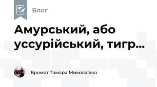 Амурський, або уссурійський, тигр...