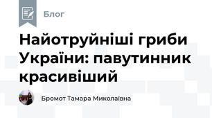 Найотруйніші гриби України: павутинник красивіший