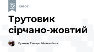 Трутовик сірчано-жовтий