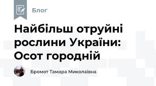 Найбільш отруйні рослини України: Осот городній 