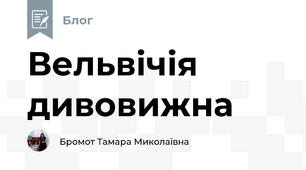 Вельвічія дивовижна
