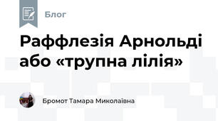 Раффлезія Арнольді або «трупна лілія»