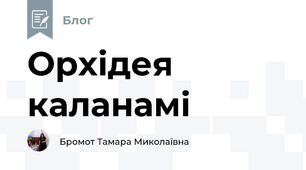 Орхідея каланамі