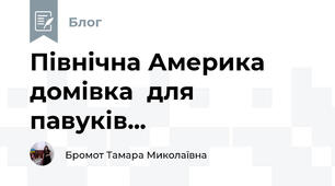Північна Америка  домівка  для павуків...
