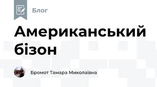 Американський бізон