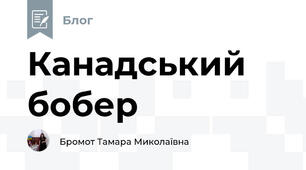 Канадський бобер