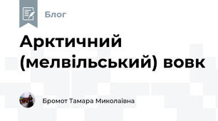 Арктичний (мелвільський) вовк