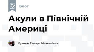 Акули в Північній Америці