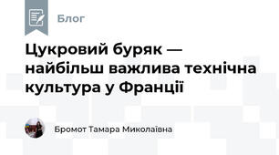 Цукровий буряк — найбільш важлива технічна культура у Франції