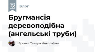 Бругмансія деревоподібна (ангельські труби)