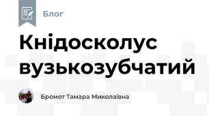 Кнідосколус вузькозубчатий