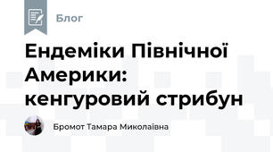 Ендеміки Північної Америки: кенгуровий стрибун