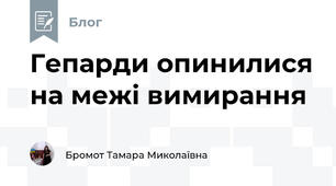 Гепарди опинилися на межі вимирання