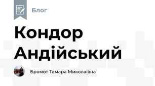 Кондор Андійський