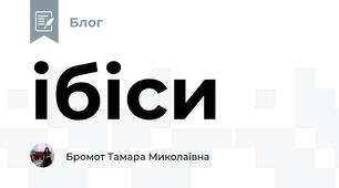 ібіси