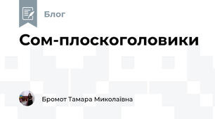 Сом-плоскоголовики